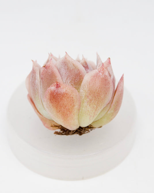 Echeveria Silent Moon