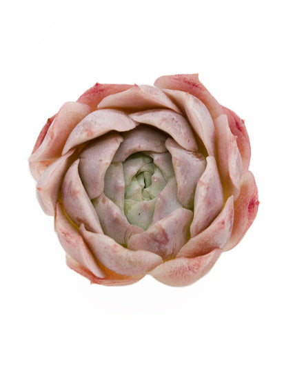 Echeveria Silent Moon