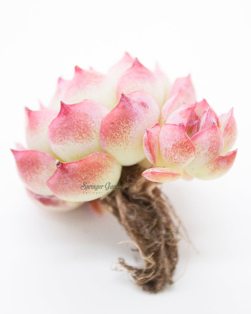 Echeveria Silhouette - Cluster. Toronto's 5-star Bestseller nursery store selected rare local and Korean succulents; houseplants, indoor plants, selected handmade planters with a drainage hole, produced by ourselves, wholesale. Plant delivery Toronto, GTA, Mississauga, shipping Canada, United States. Pot/Pottery/Handmade/Ceramic/Glazed/Table Decor/Indoor Decor