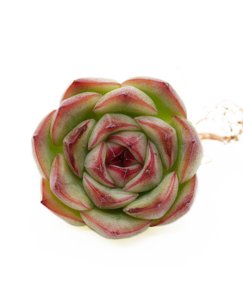 Echeveria Silhouence