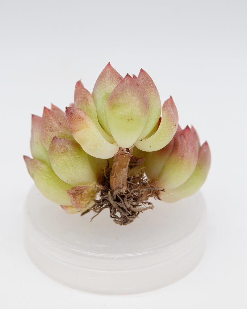 
                
                    Load image into Gallery viewer, Echeveria Snow Angel
                
            