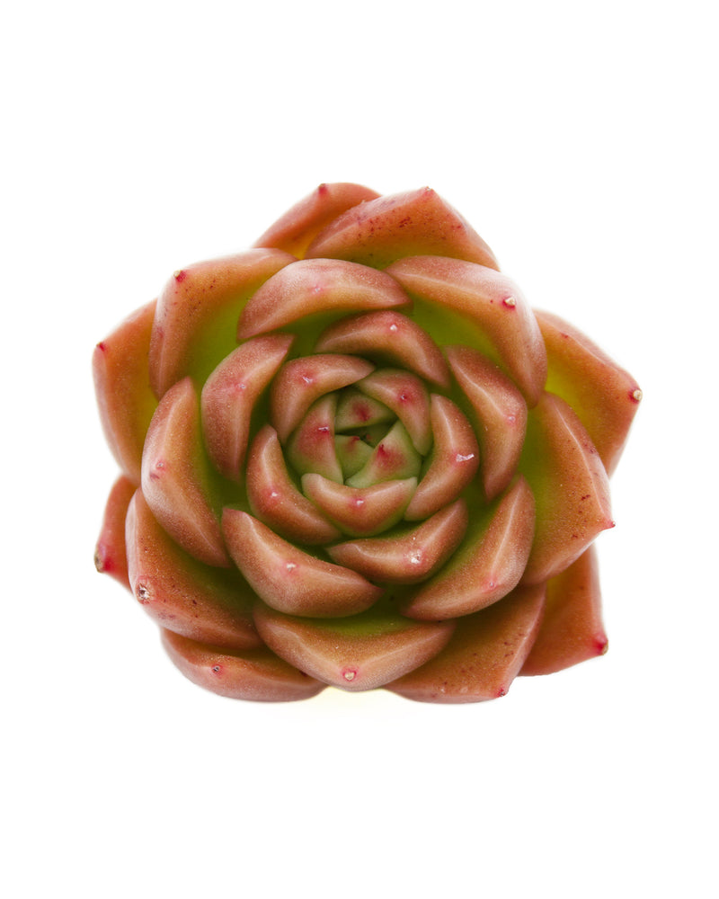 Echeveria Spicy