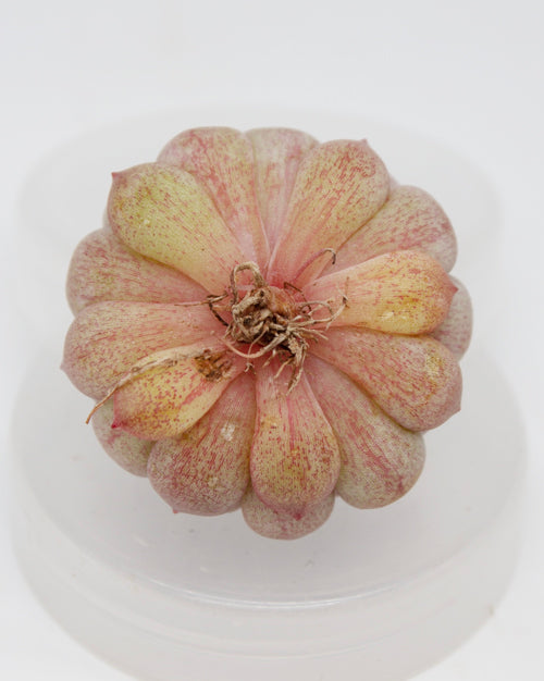 Echeveria Spring Jiao