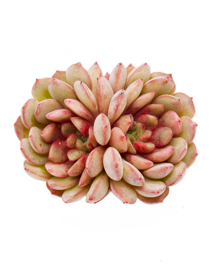 Echeveria Spring Jiao