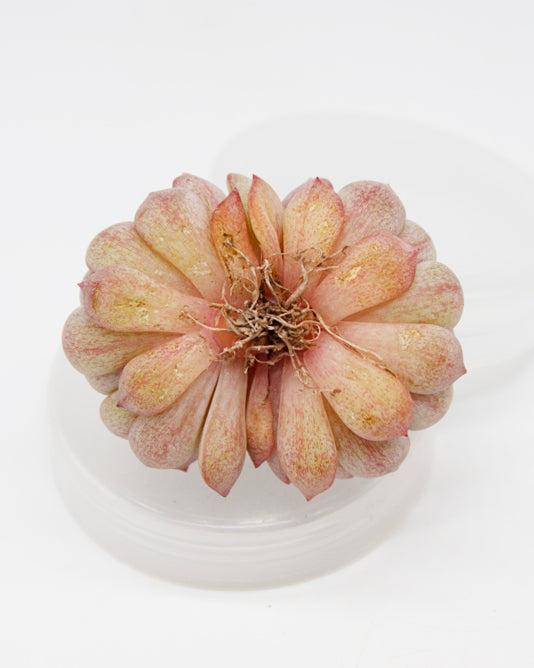 Echeveria Spring Jiao