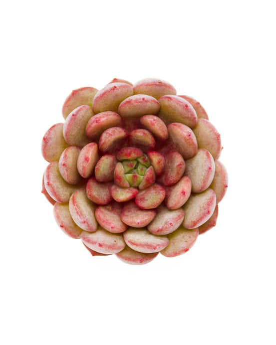 Echeveria Spring Jiao
