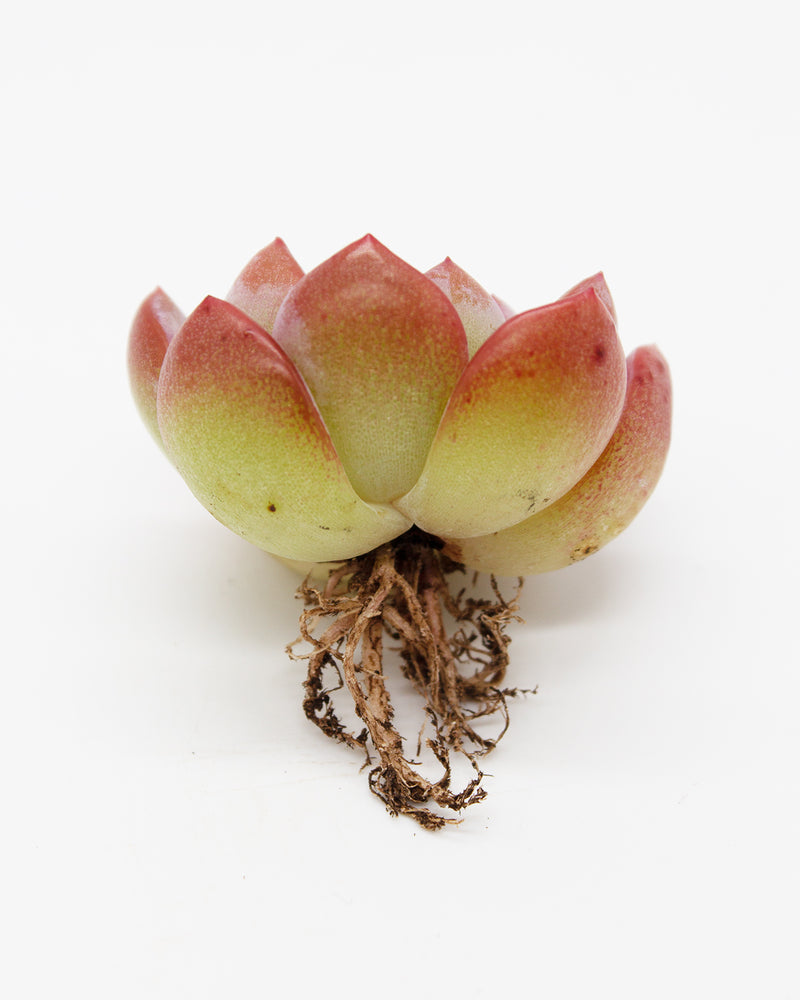 Echeveria Star Mark