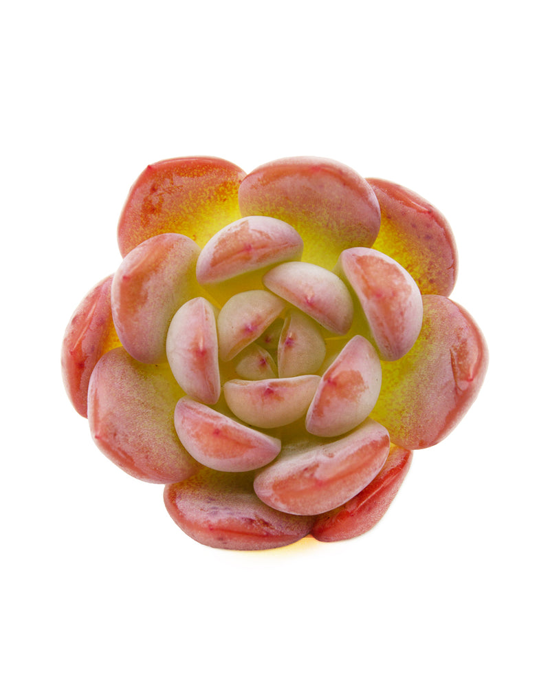 Echeveria Star Mark
