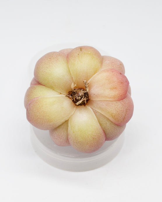 Echeveria Star Rose