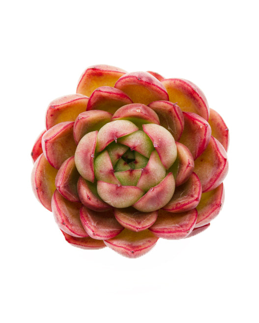 Echeveria Star Rose