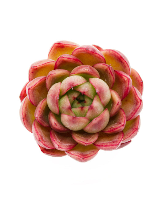 
                
                    Load image into Gallery viewer, Echeveria Star Rose
                
            