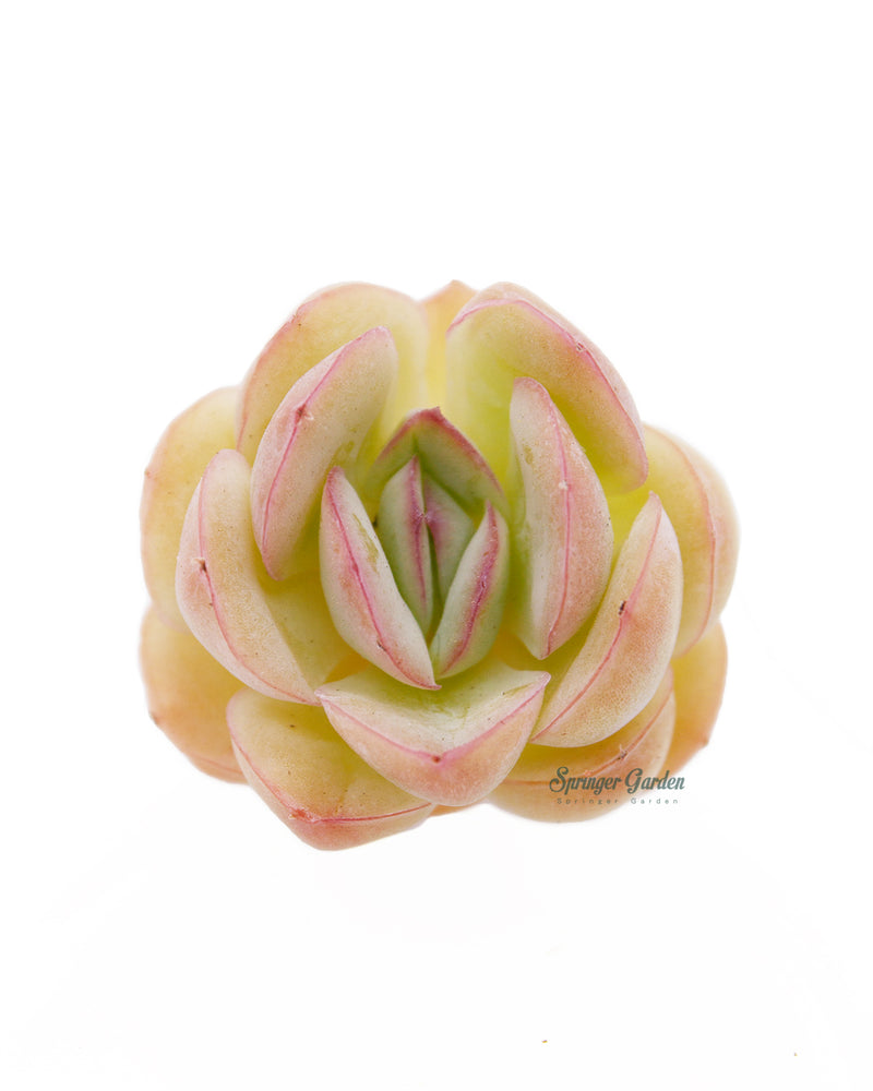 Echeveria Strawberry Ice