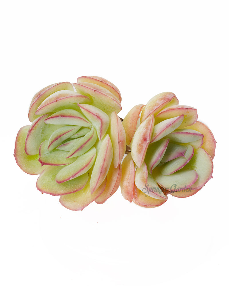 Echeveria Strawberry Ice