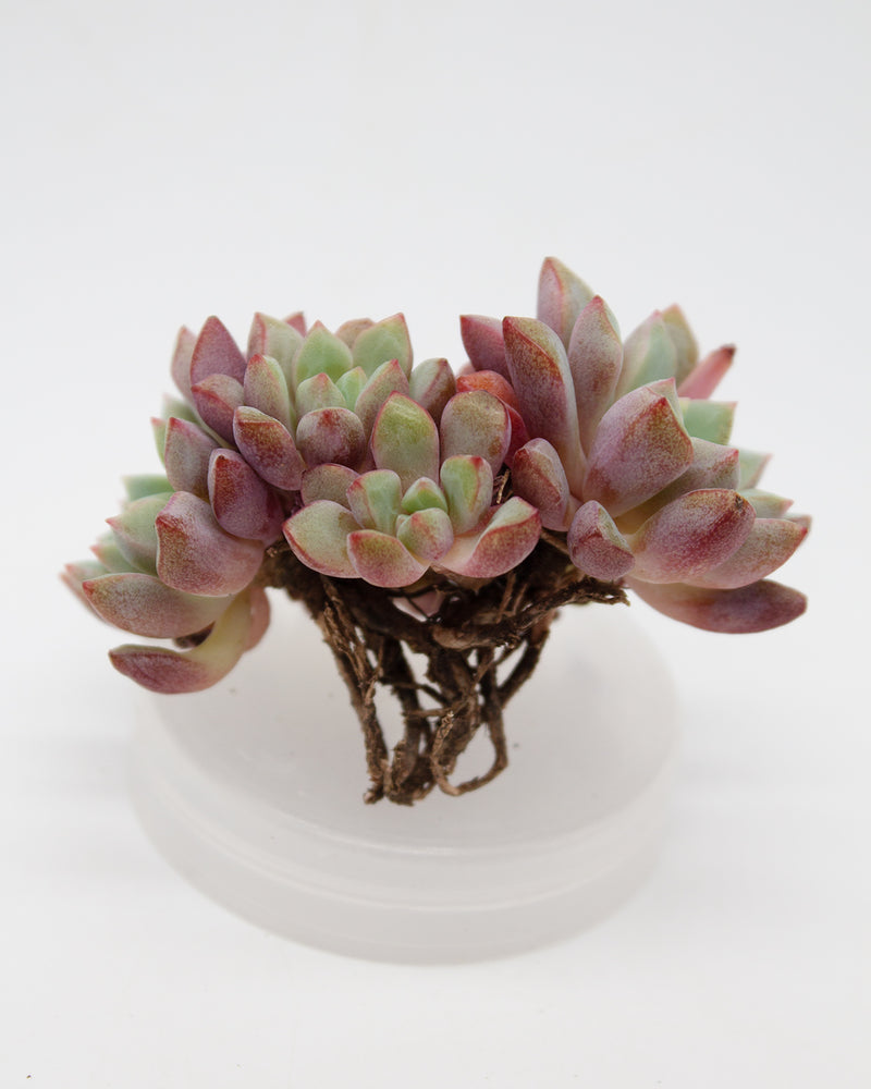 Echeveria Subcorymbosa Lau 030