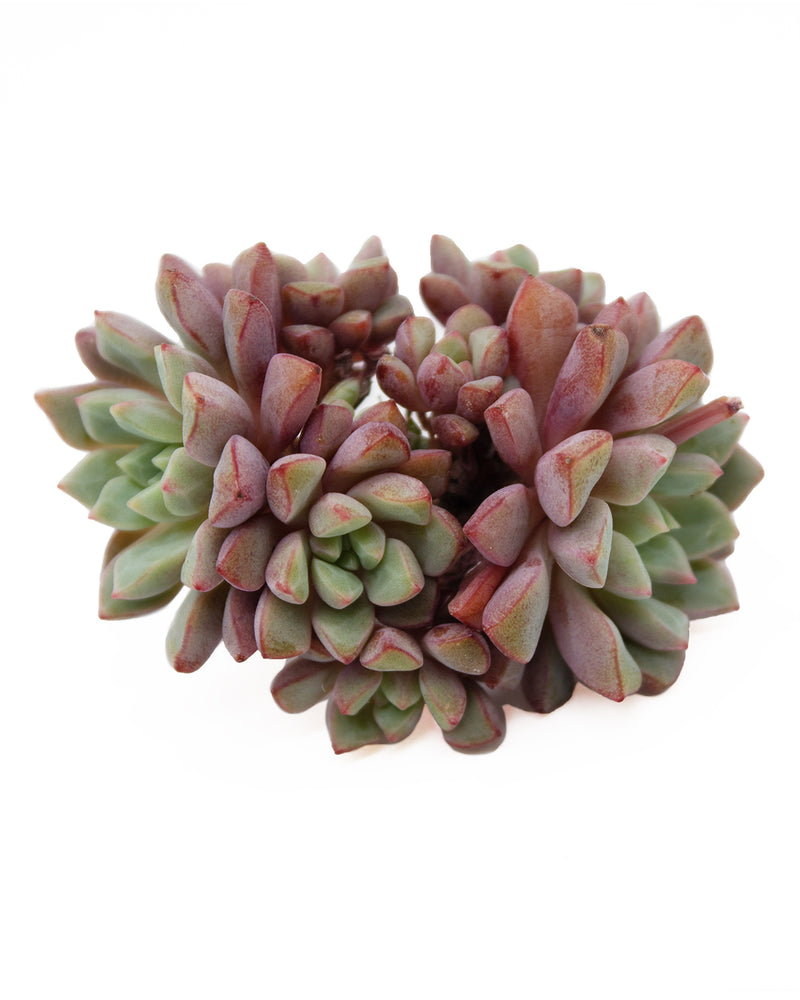 Echeveria Subcorymbosa Lau 030