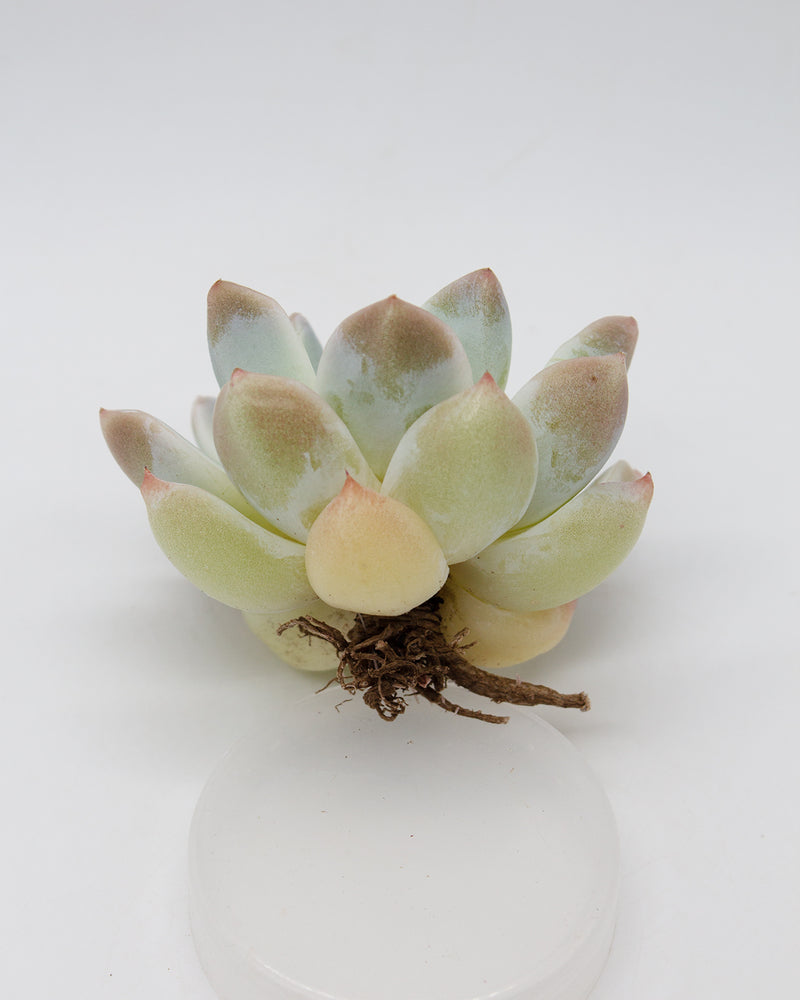 Echeveria Subrim