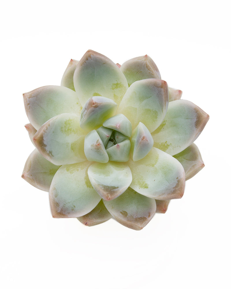 Echeveria Subrim