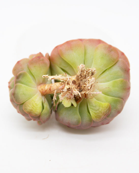 Echeveria Sugar Baby