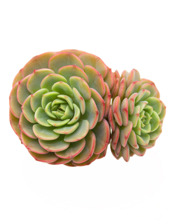 Echeveria Sugar Baby
