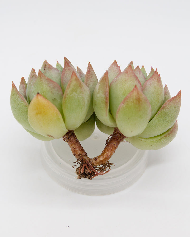 Echeveria Sunrose