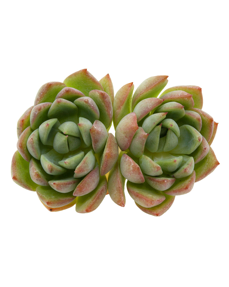 Echeveria Sunrose