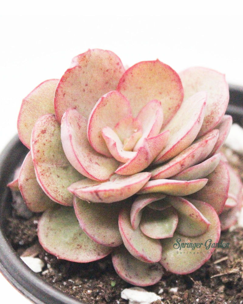 Echeveria Sunyan/Suyon