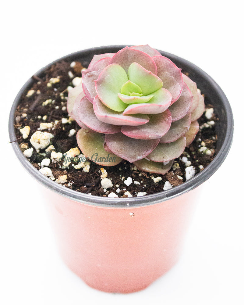 Echeveria Sunyan/Suyon