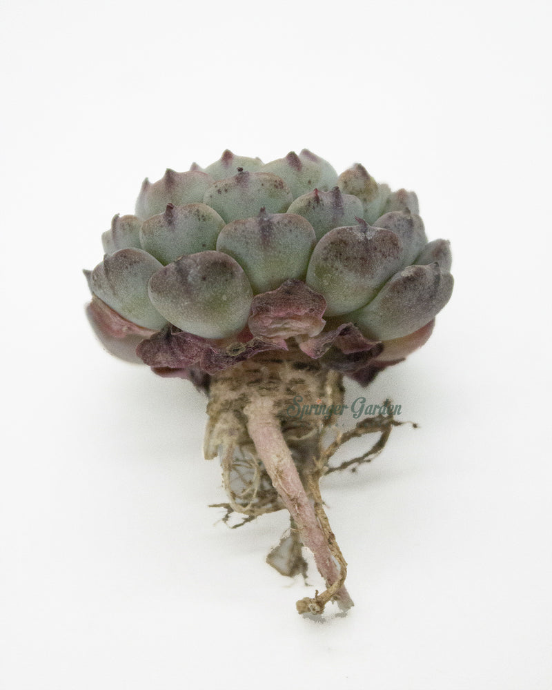 Echeveria Super Minima