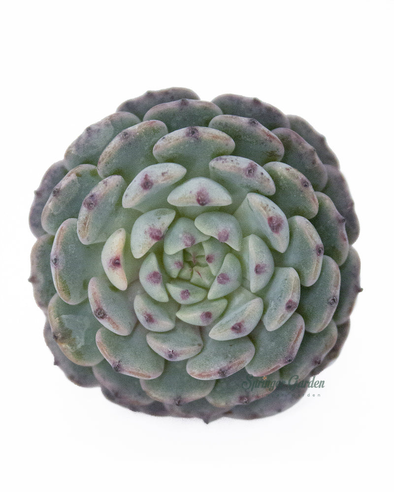 Echeveria Super Minima