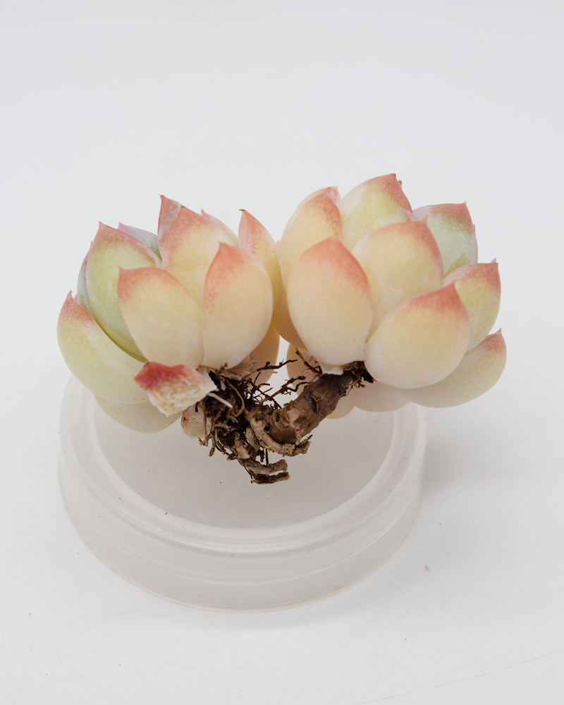 Echeveria Suryeon