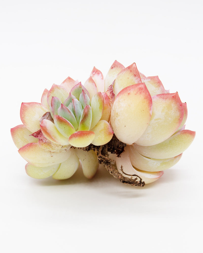 Echeveria Suryeon