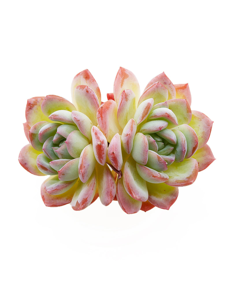 Echeveria Suryeon