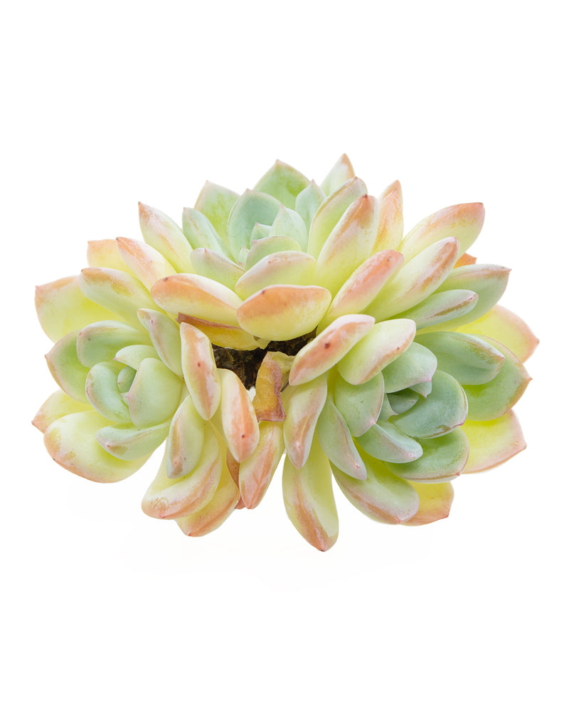 Echeveria Suryeon
