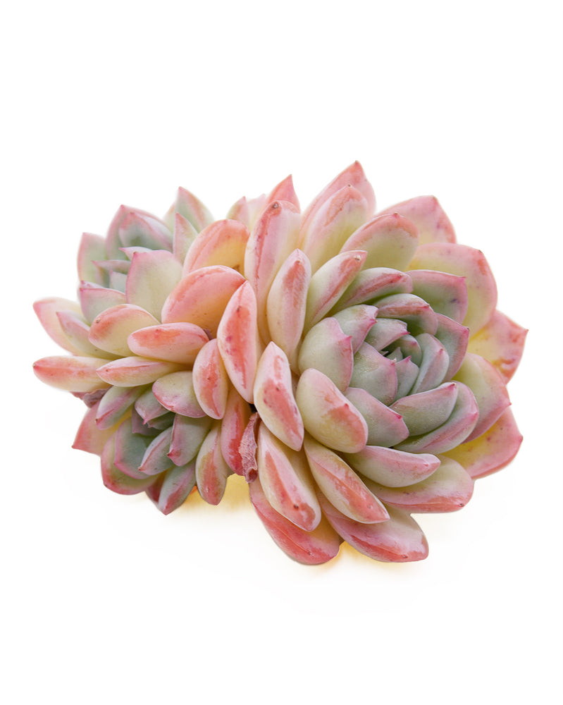 Echeveria Suryeon