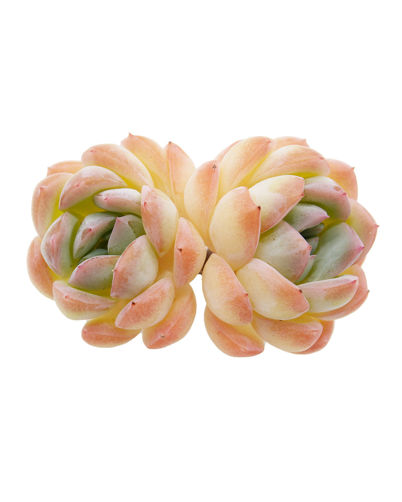 Echeveria Suryeon