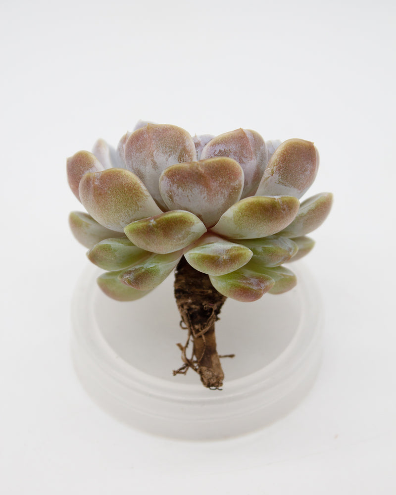 Echeveria Tainyberger