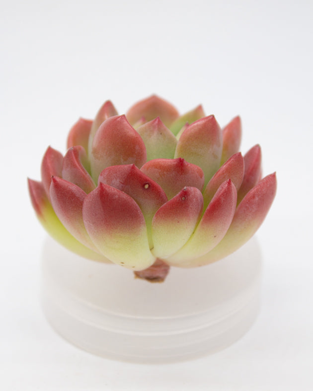 Echeveria Tetra Gem