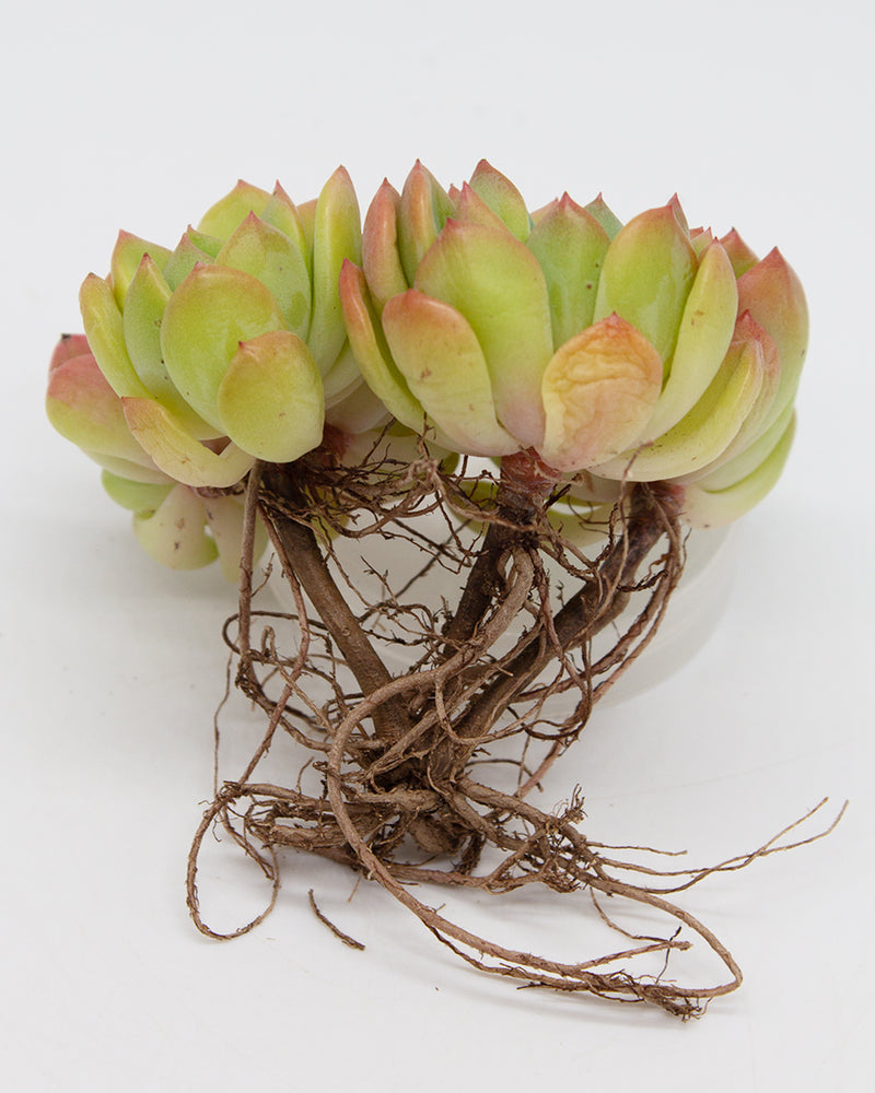 Echeveria Tetra Gem