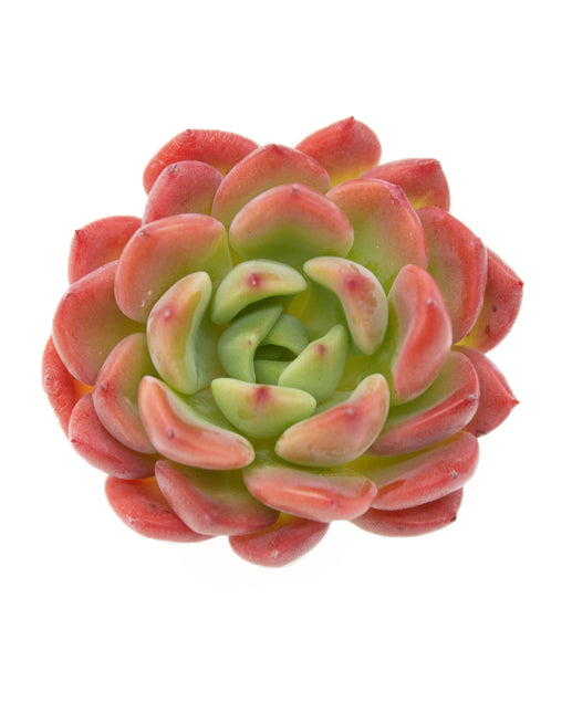Echeveria Tetra Gem