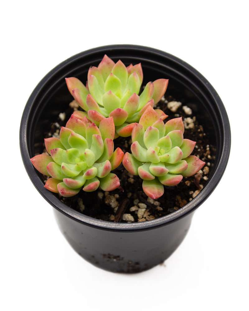 Echeveria Tetra Gem