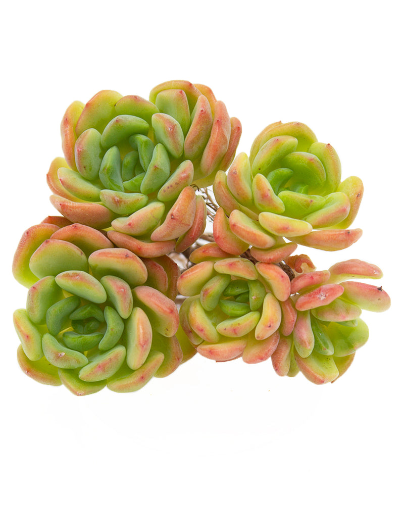 Echeveria Tetra Gem