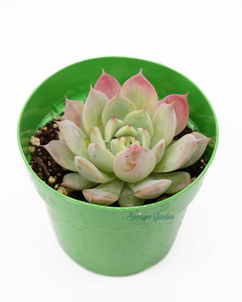 Echeveria Tippy