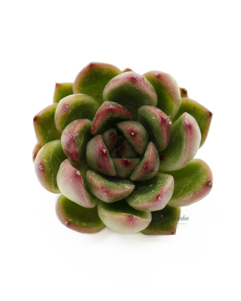 Echeveria Torin