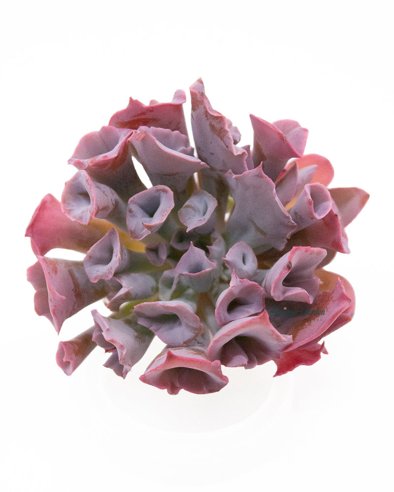 
                
                    Load image into Gallery viewer, Echeveria Trumpet Pinky
                
            