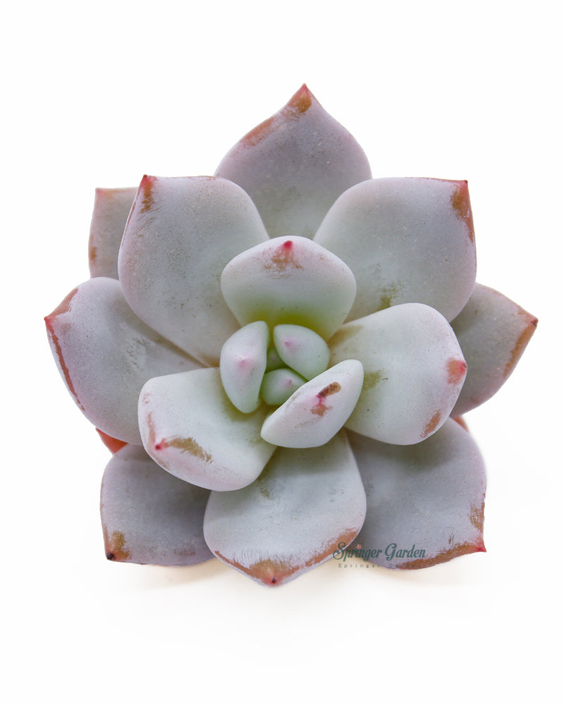 Echeveria Trumso