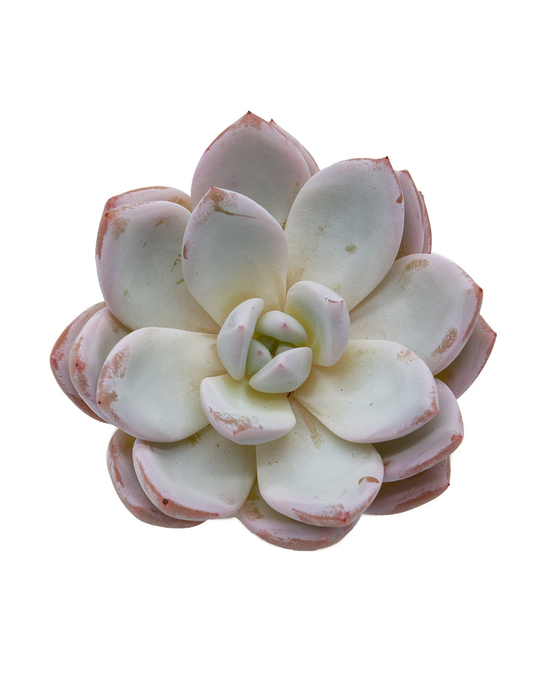 Echeveria Trumso