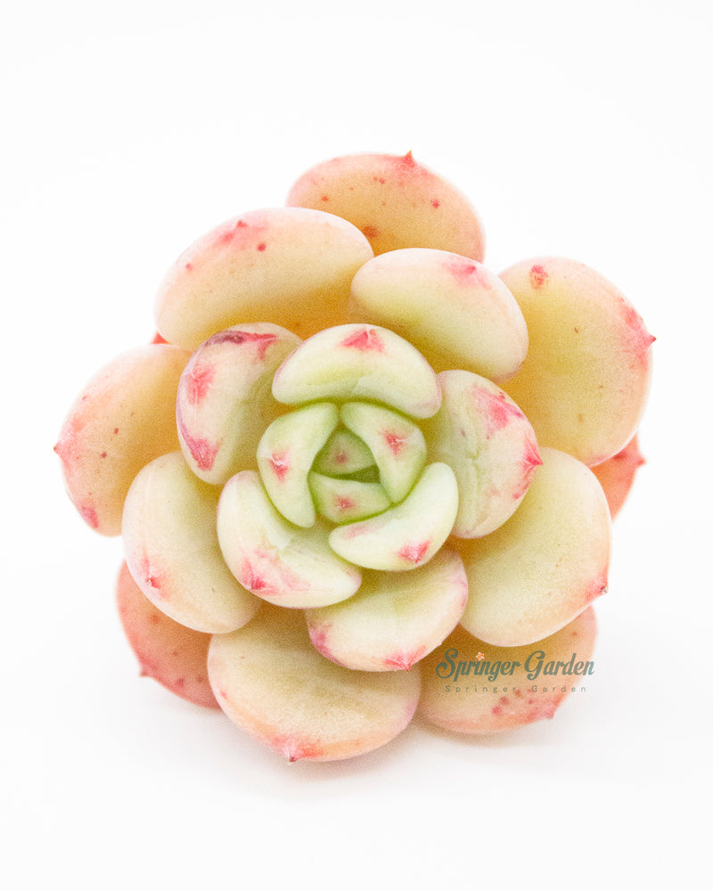 
                
                    Load image into Gallery viewer, Echeveria Victory
                
            