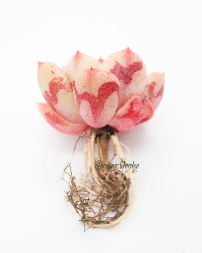 
                
                    Load image into Gallery viewer, Echeveria Victory
                
            