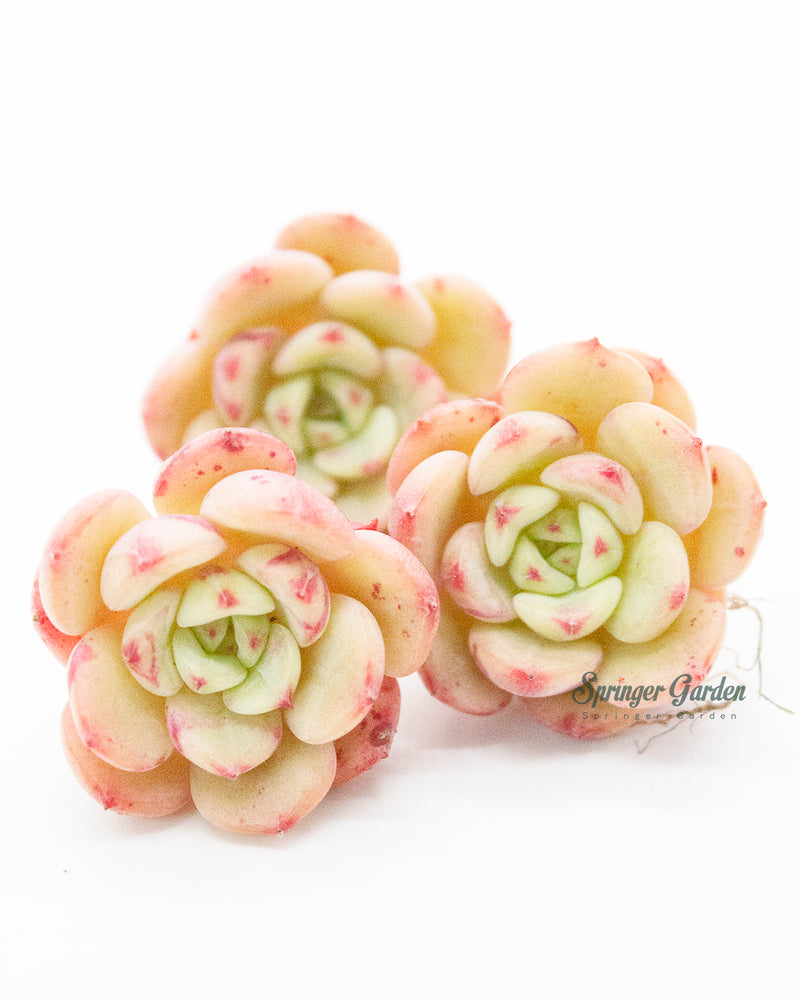 
                
                    Load image into Gallery viewer, Echeveria Victory
                
            