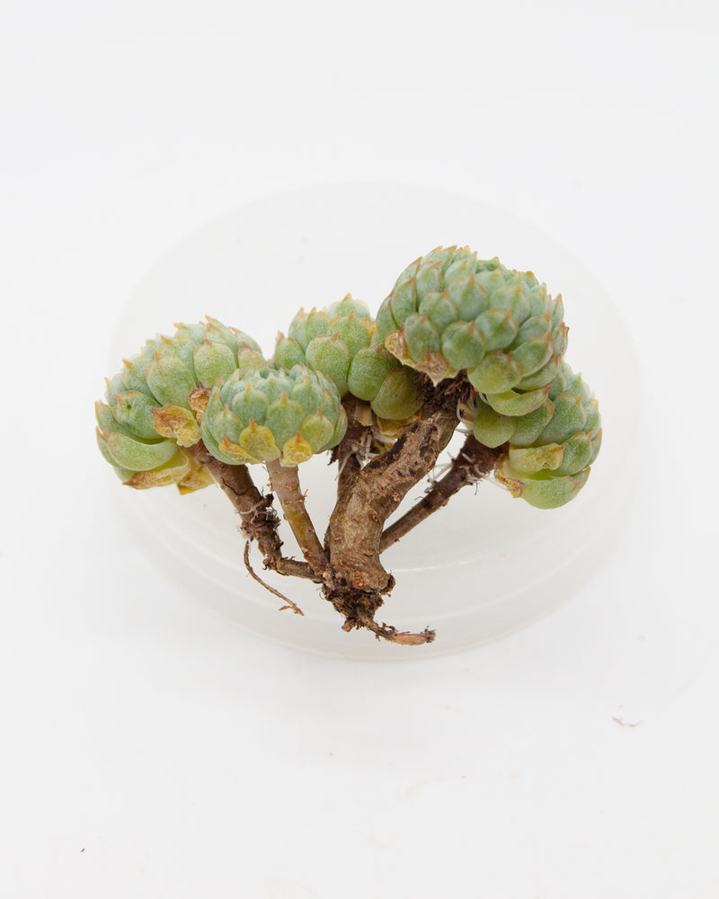 Echeveria Vincent Catto
